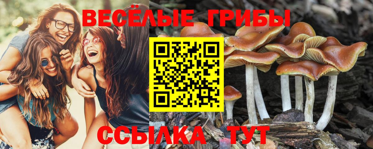 Липецк  Галлюциногенные грибы Psilocybine cubensis  Вход с VPN  Псилоцибиновые грибы мицелий 